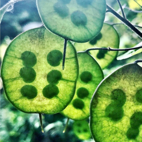 32 Money ‘Silver Dollar’ Luck Lunaria Plant Seeds, Non-GMO Heirloom🪷32 Seeds🪷 - Picture 13 of 14